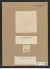 Diatomeae indet. Zeichnungen Sammlung Grunow Nr. 7568 (NHMW-BOT-W0376716)